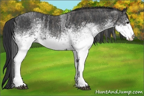 Horse Color:White Spotted Blue Roan Rabicano Brindle