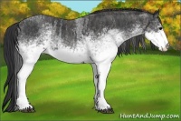 Horse Color:White Spotted Blue Roan Rabicano  Brindle