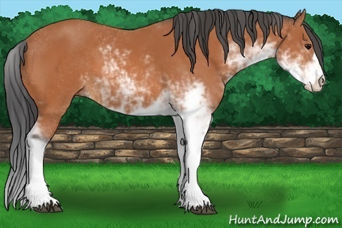 Horse Color:Bay Sabino 