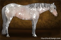 Horse Color:White Spotted Bay Appaloosa