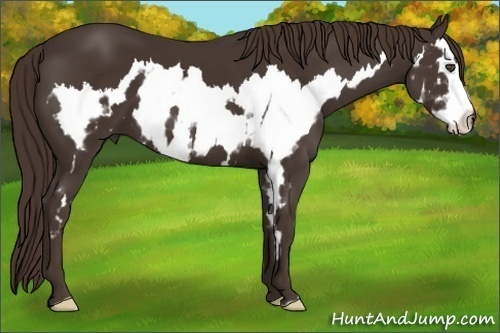Horse Color:Liver Chestnut Sabino Splash Frame 