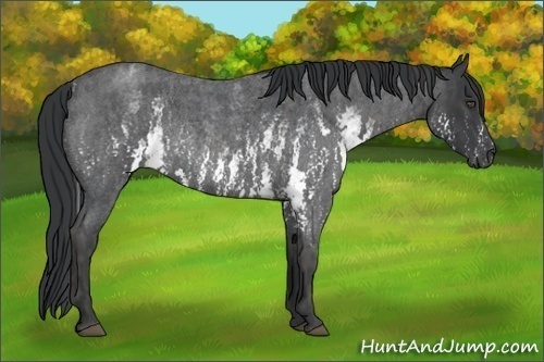 Horse Color:White Spotted Blue Roan Rabicano  Brindle