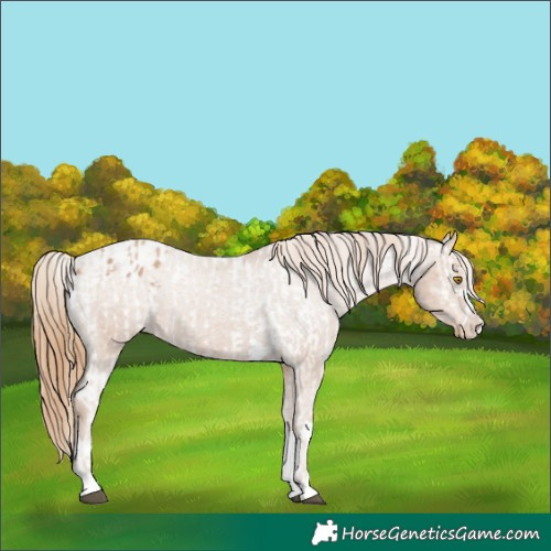Horse Color:Brown Snowdrop Varnish and Black Pearl Varnish