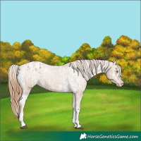 Horse Color:Brown Pearl Appaloosa and Black Pearl Appaloosa