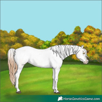 Horse Color:Brown Pearl Appaloosa  and Black Pearl Appaloosa 