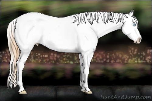 Horse Color:White Spotted Palomino Pearl Appaloosa  and Buckskin Appaloosa 