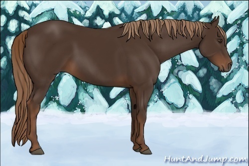Horse Color:Liver Chestnut 