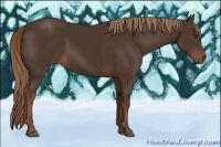 Horse Color:Liver Chestnut 