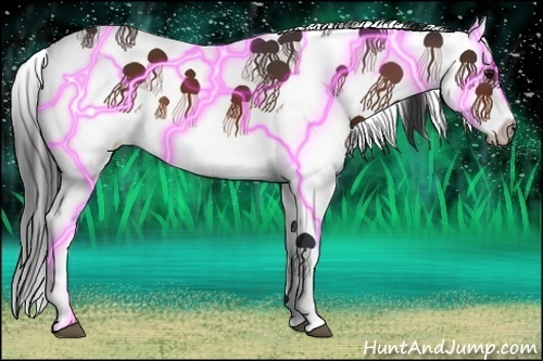 Horse Color:Bay Splash 