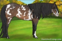 Horse Color:White Spotted Buckskin Splash Frame 