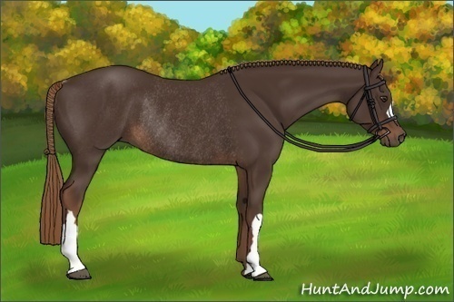 Horse Color:Liver Chestnut Rabicano
