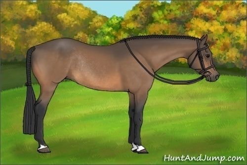 Horse Color:Buckskin Rabicano 