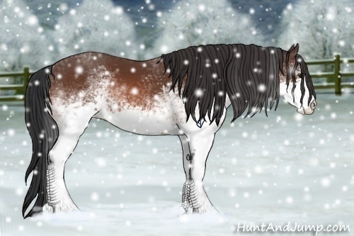 Horse Color:White Spotted Bay 