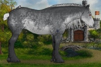 Horse Color:Silver Black Chinchilla 