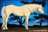 Horse Color:Palomino  and Palomino 