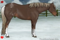 Horse Color:White Spotted Liver Chestnut 