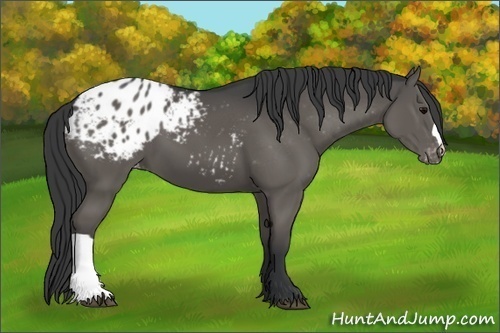 Horse Color:Black Appaloosa 