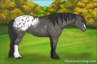 Horse Color:Black Appaloosa