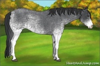 Horse Color:White Spotted Blue Roan Rabicano