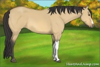 Horse Color:Buckskin Dun 