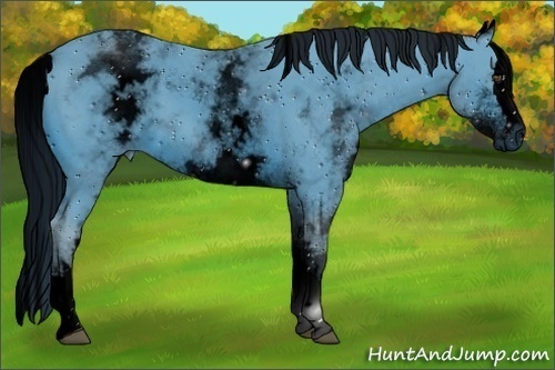 Horse Color:ERROR: UNKNOWN ANOMALY