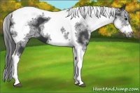Horse Color:White Spotted Black Splash Tobiano Frame Appaloosa 