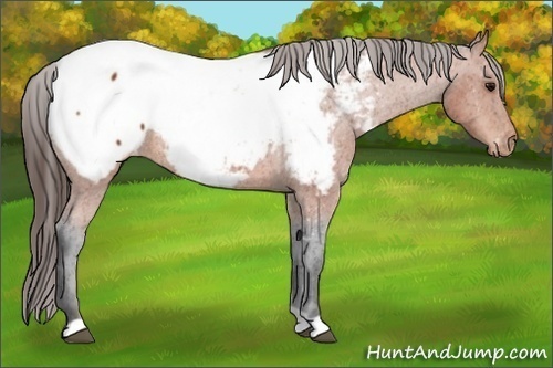 Horse Color:Bay Snowcap 