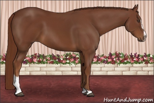 Horse Color:Chestnut Sabino