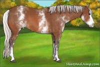 Horse Color:White Spotted Silver Bay Splash