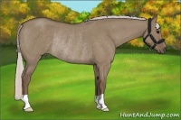 Horse Color:Silver Grullo Roan Rabicano 