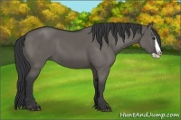 Horse Color:Grullo Splash 