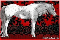 Horse Color:White Spotted Black Splash Tobiano Frame Appaloosa 