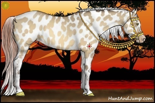 Horse Color:Amber Champagne Dun Sabino Appaloosa 