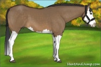 Horse Color:Bay Dun Splash
