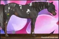 Horse Color:White Spotted Liver Red Roan
