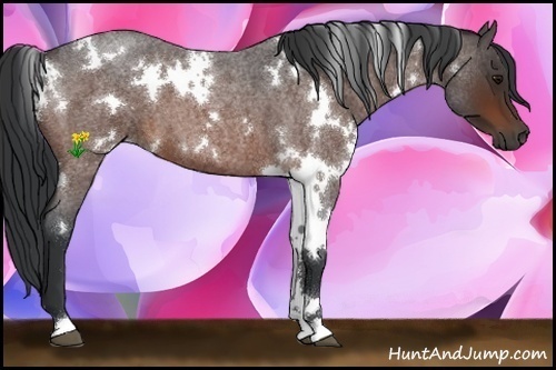 Horse Color:White Spotted Bay Roan