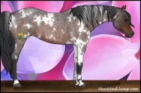 Horse Color:White Spotted Bay Roan