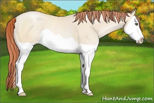 Horse Color:Classic Cream Champagne Pearl Splash 