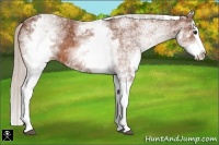 Horse Color:White Spotted Silver Bay Splash 