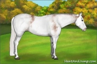 Horse Color:White Spotted Silver Bay Splash 