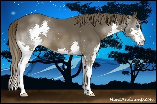 Horse Color:Liver Chestnut Splash