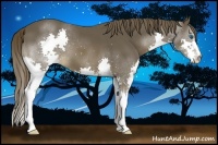 Horse Color:Liver Chestnut Splash