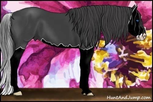 Horse Color:Smoky Black Splash 