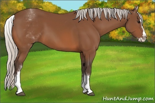 Horse Color:White Spotted Silver Bay Splash 
