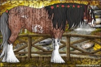 Horse Color:Bay Splash  and Bay Roan Splash Frame 