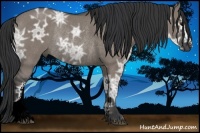 Horse Color:Grullo Ice Rabicano