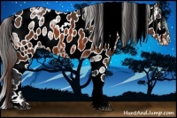 Horse Color:Bay Ice Appaloosa