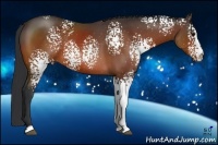 Horse Color:White Spotted Bay 