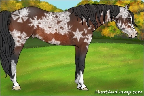 Horse Color:Bay Ice Sabino Rabicano 