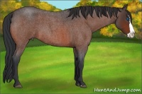 Horse Color:Bay Roan Splash 